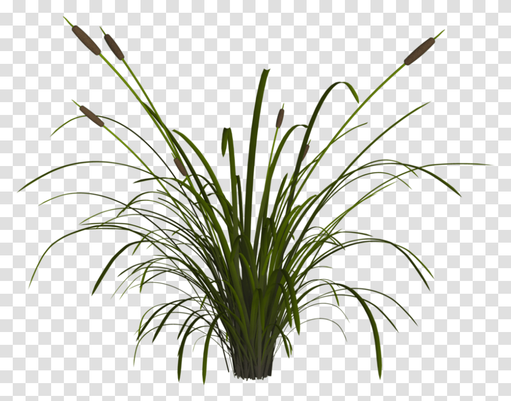 Reed Reeds, Plant, Grass, Bush, Vegetation Transparent Png