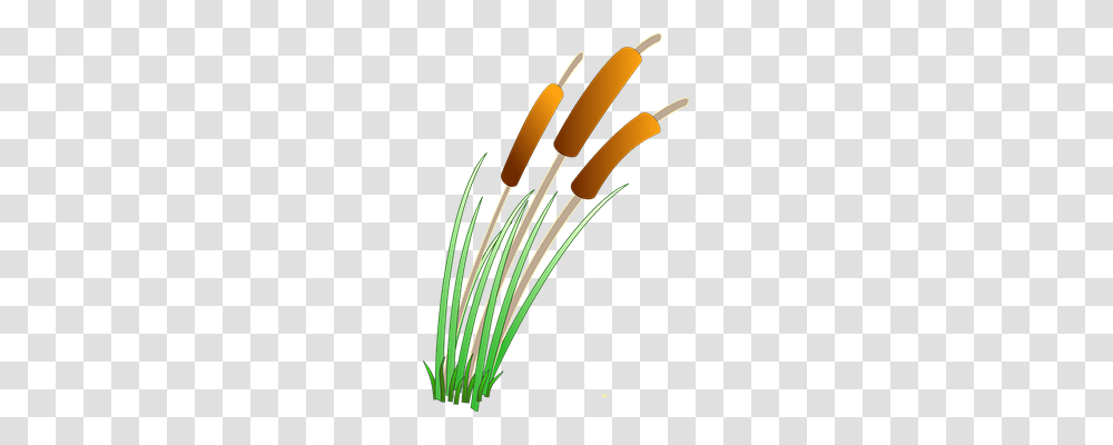 Reeds Nature, Plant, Wire, Cable Transparent Png