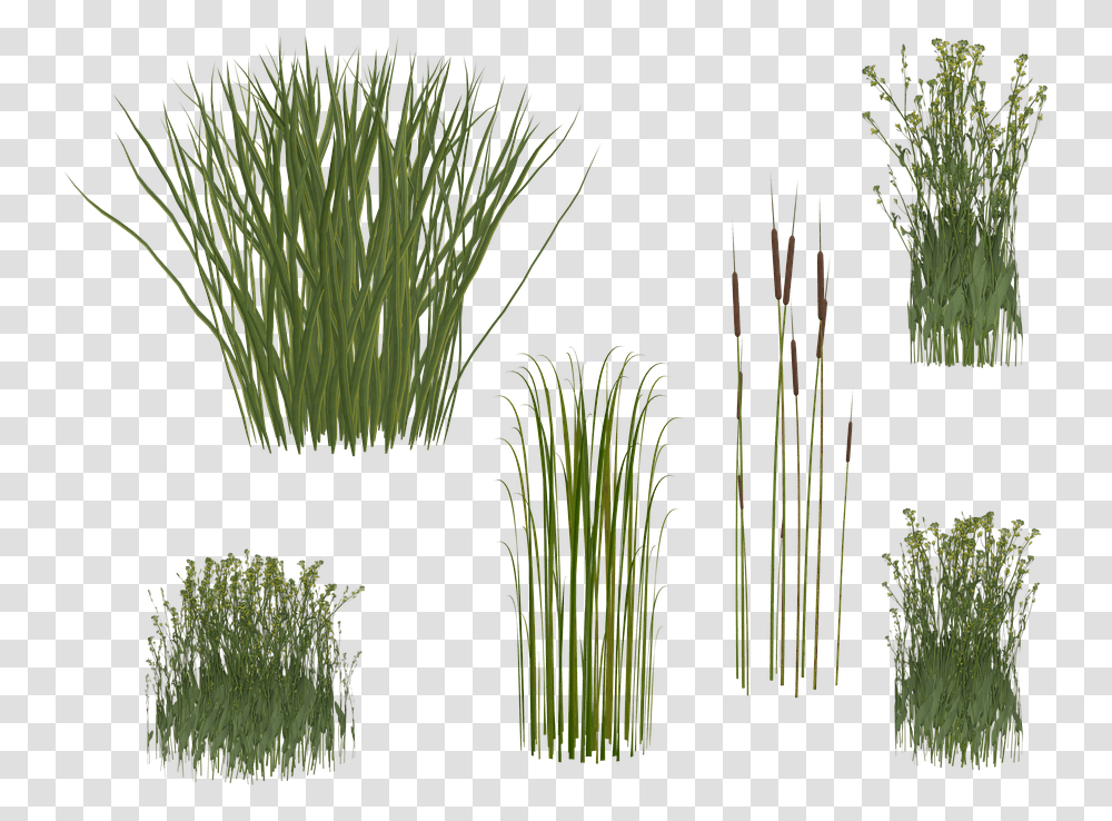 Reeds, Grass, Plant, Lawn, Vegetation Transparent Png