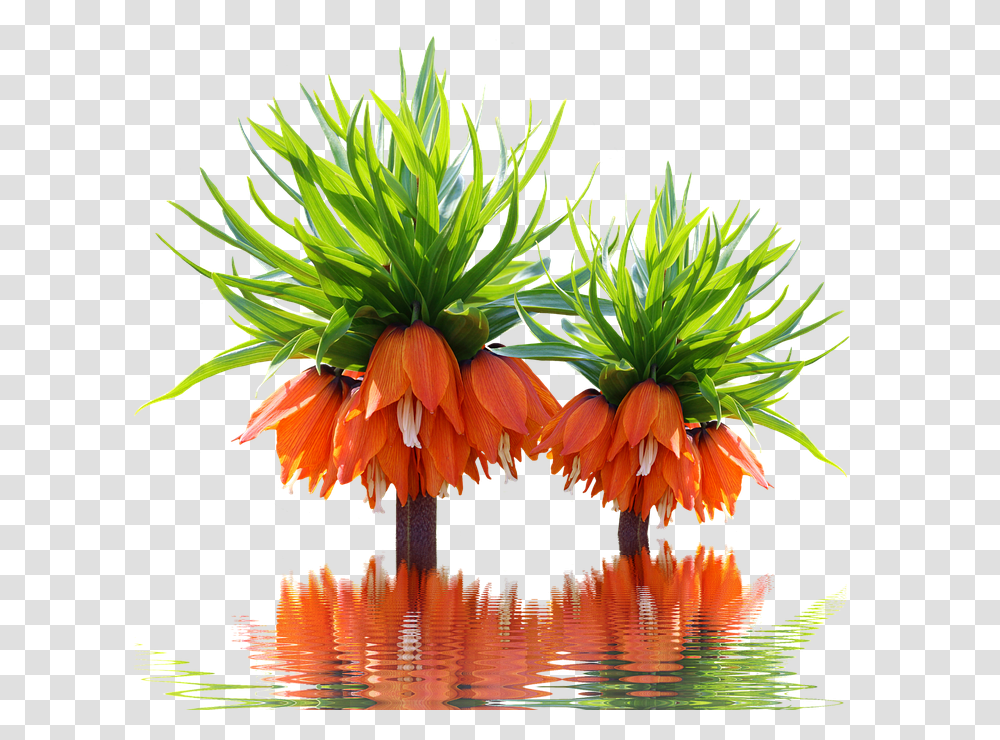 Reflection, Plant, Flower, Outdoors, Nature Transparent Png