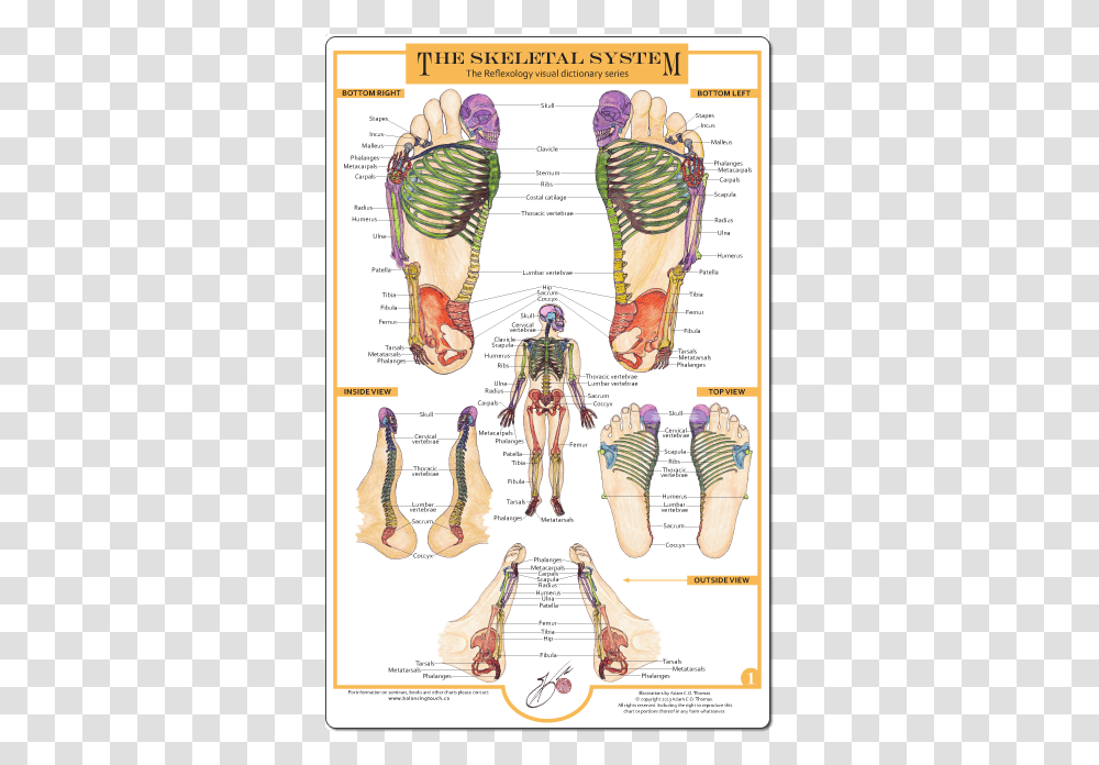 Reflexology Of The Foot The Skeletal System, Diagram, Plot, Person, Human Transparent Png