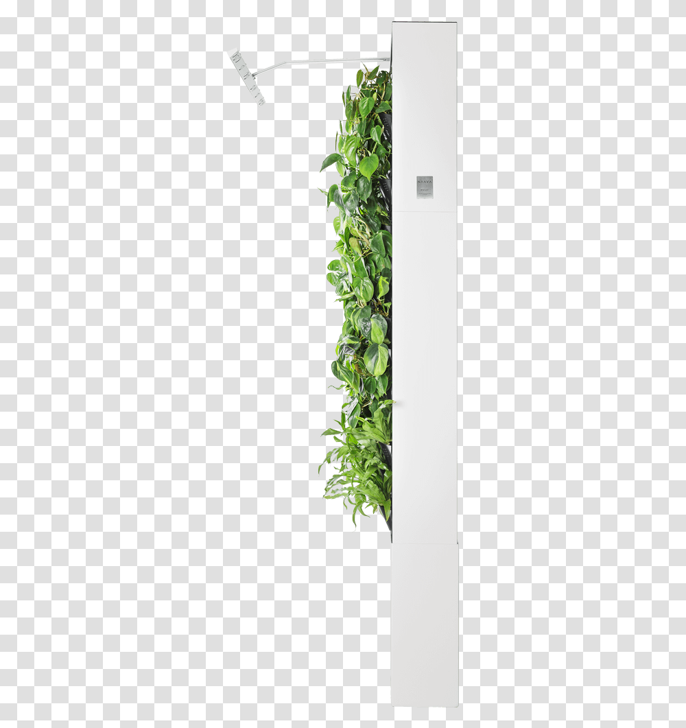 Refrigerator, Plant, Vine, Ivy, Flower Transparent Png