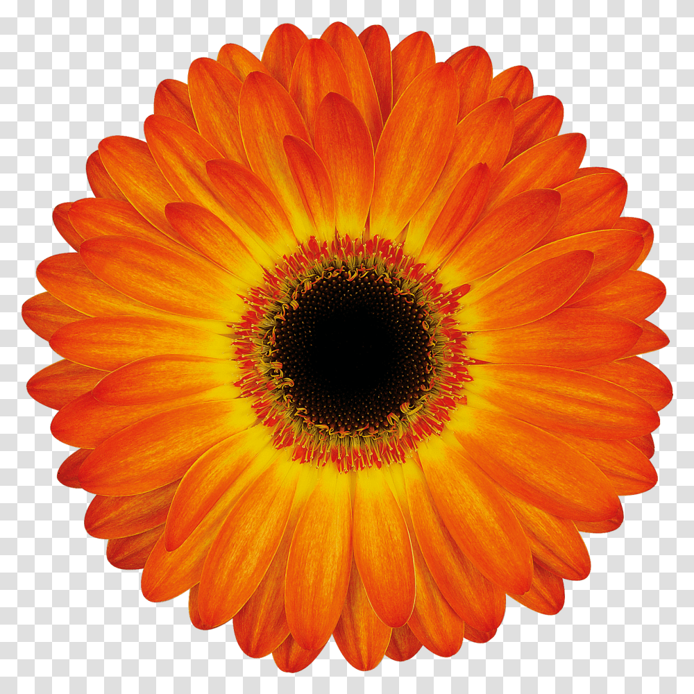 Register Now Stamp, Plant, Flower, Blossom, Daisy Transparent Png