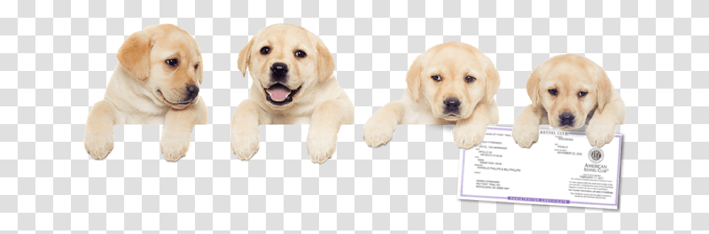 Register Your Dog With The American Kennel Club Today Labrador Retriever, Pet, Canine, Animal, Mammal Transparent Png