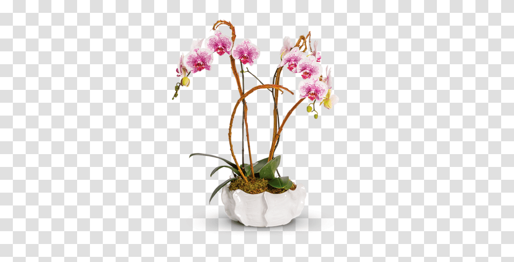 Regular Orchids Pusateri, Plant, Flower, Blossom Transparent Png