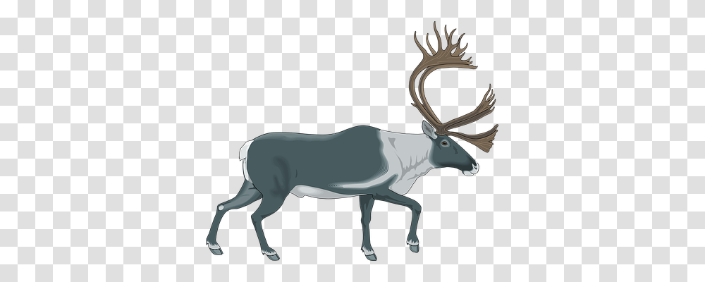 Reindeer Animals, Mammal, Antelope, Wildlife Transparent Png