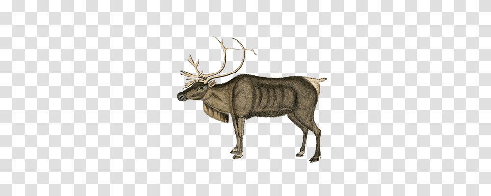 Reindeer Elk, Wildlife, Mammal, Animal Transparent Png