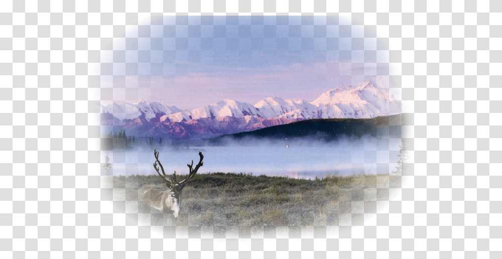 Reindeer, Antelope, Wildlife, Mammal, Animal Transparent Png