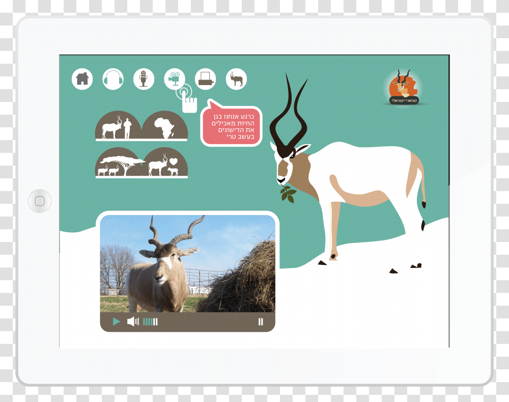 Reindeer, Antelope, Wildlife, Mammal, Animal Transparent Png