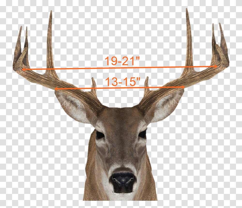 Reindeer, Antelope, Wildlife, Mammal, Animal Transparent Png