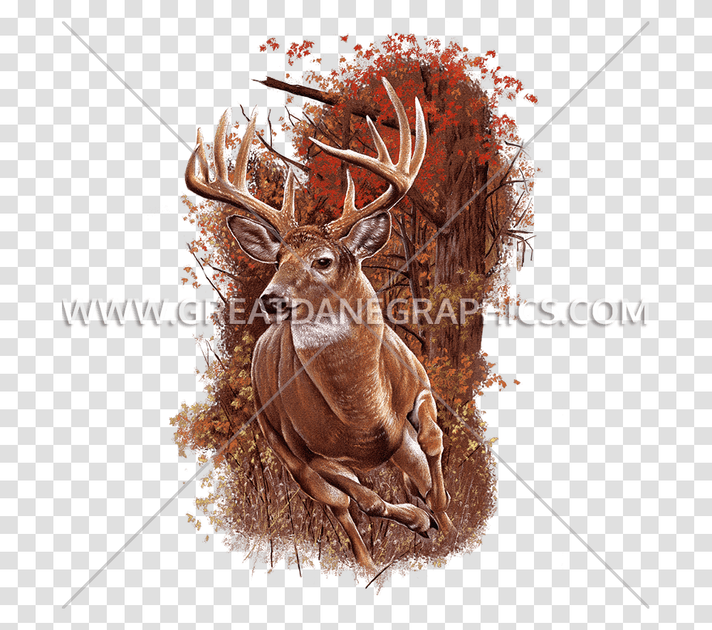 Reindeer, Antelope, Wildlife, Mammal, Animal Transparent Png