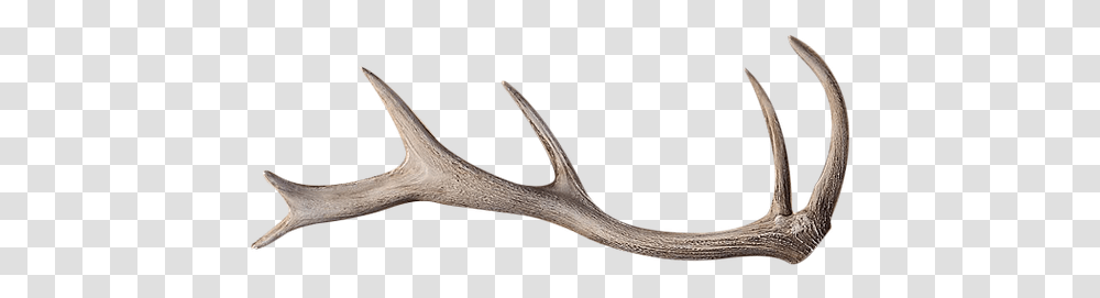 Reindeer, Antler, Animal Transparent Png