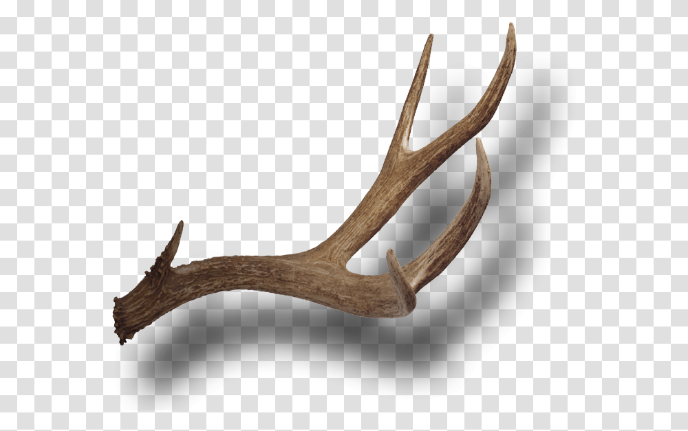 Reindeer, Antler, Kangaroo, Mammal, Animal Transparent Png