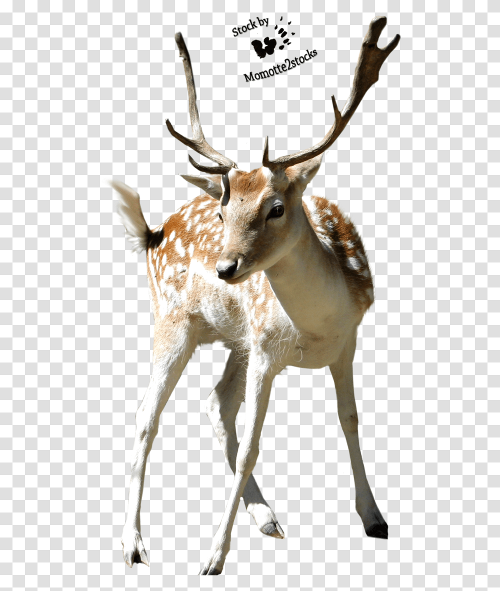 Reindeer Antlers Deer, Antelope, Wildlife, Mammal, Animal Transparent Png