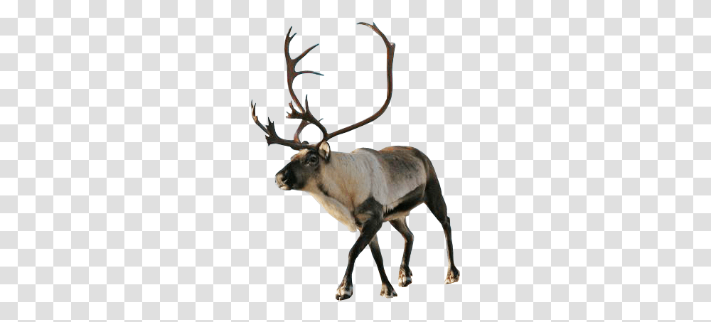 Reindeer Background, Elk, Wildlife, Mammal, Animal Transparent Png