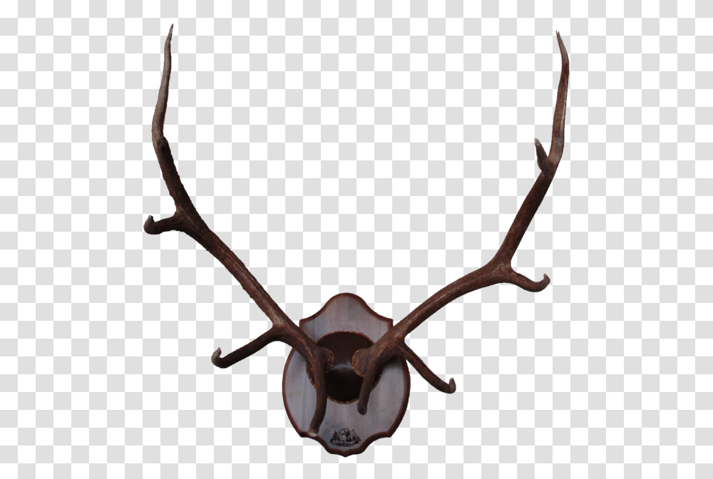 Reindeer Elk Antler Moose Deer, Antelope, Wildlife, Mammal, Animal Transparent Png