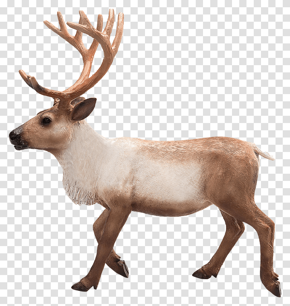 Reindeer, Elk, Wildlife, Mammal, Animal Transparent Png