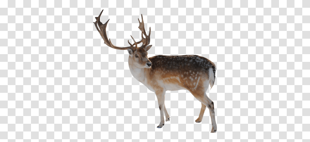 Reindeer, Holiday, Antelope, Wildlife, Mammal Transparent Png