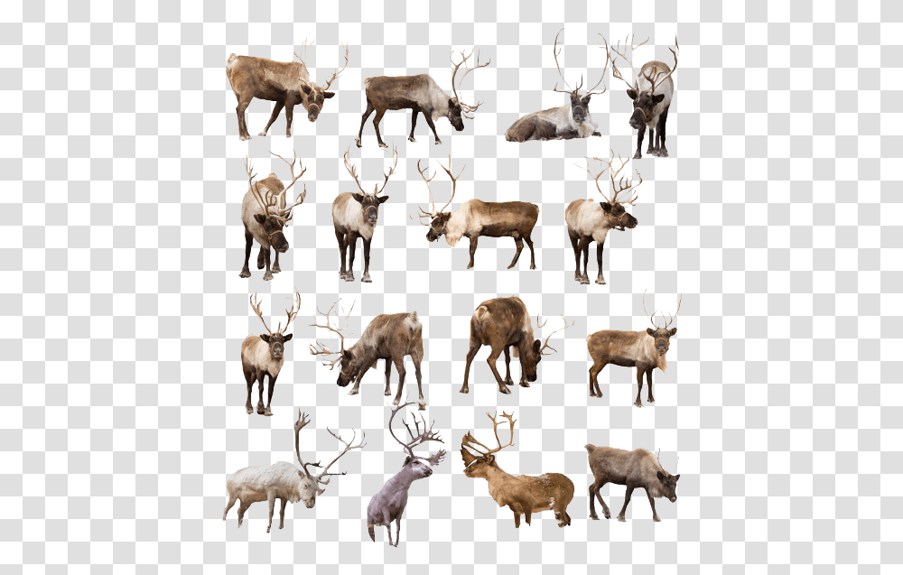 Reindeer Image Reindeer, Antler, Wildlife, Mammal, Animal Transparent Png