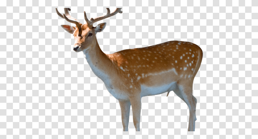 Reindeer Images Deer Image Hd, Antelope, Wildlife, Mammal, Animal Transparent Png