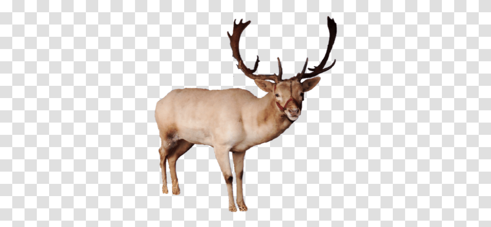 Reindeer Images Reindeer, Elk, Wildlife, Mammal, Animal Transparent Png