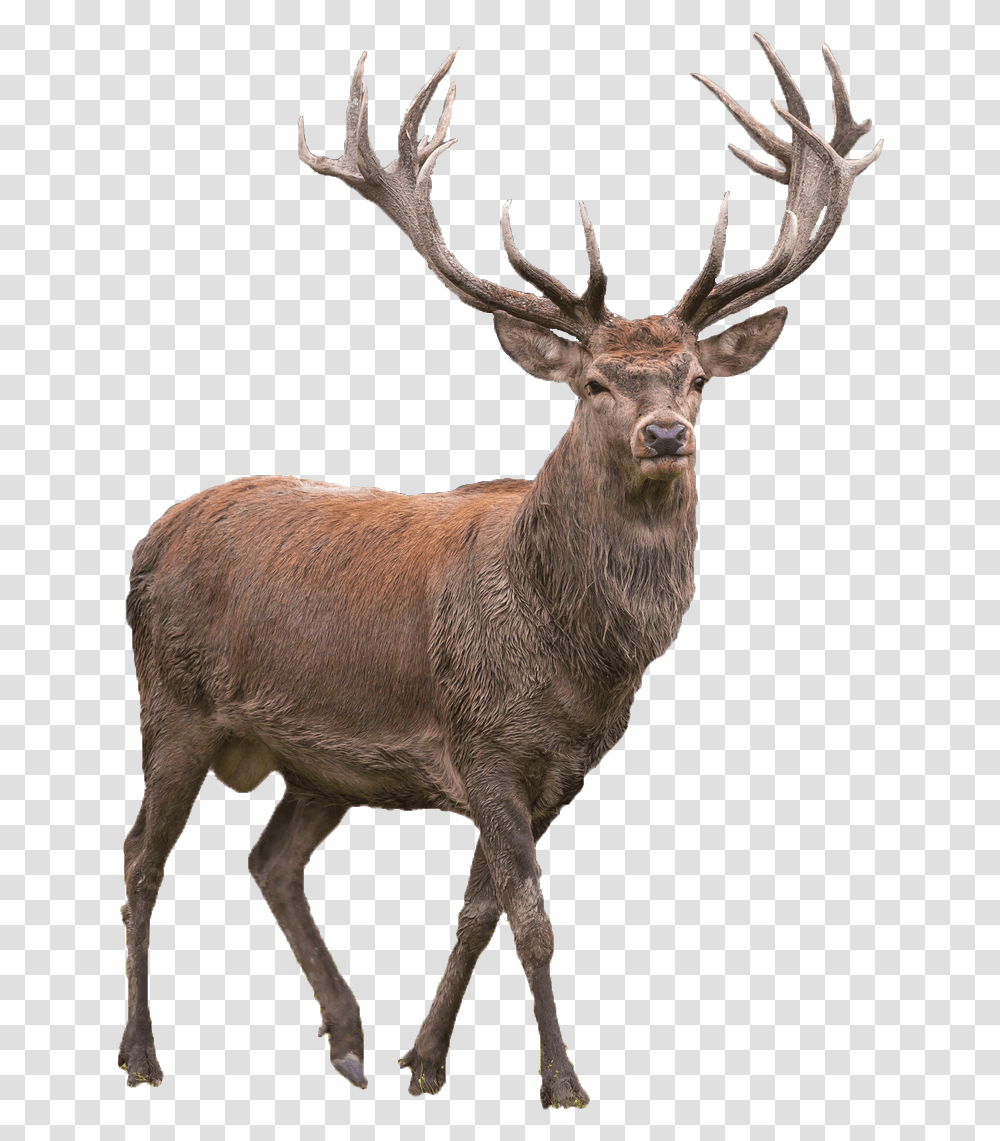 Reindeer Picture Red Deer, Elk, Wildlife, Mammal, Animal Transparent Png
