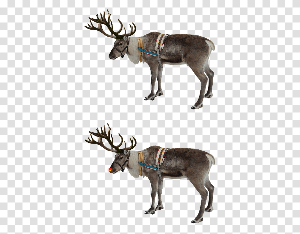 Reindeer Red Nose Rudolph Isolated Christmas Watercolor Reindeer, Donkey, Mammal, Animal, Wildlife Transparent Png