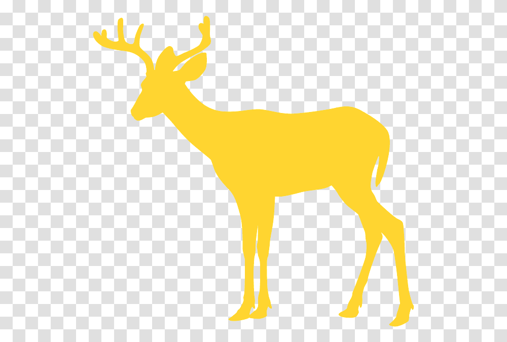 Reindeer, Wildlife, Mammal, Animal, Antelope Transparent Png