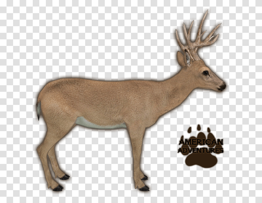 Reindeer Zoo Tycoon, Antelope, Wildlife, Mammal, Animal Transparent Png
