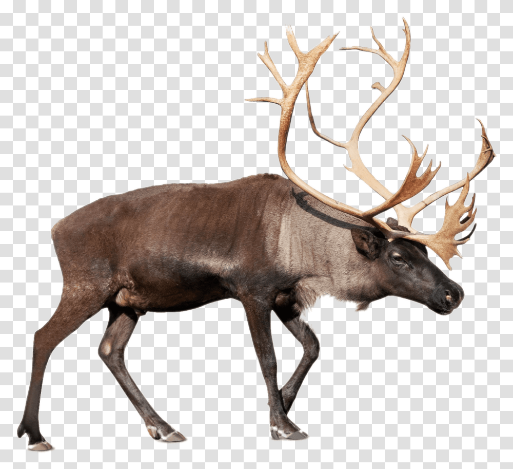 Reindeerelkdeerbarren Ground Caribou, Wildlife, Mammal, Animal, Antelope Transparent Png