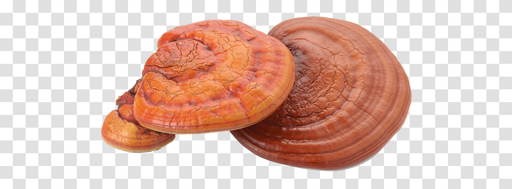 Reishi From China Reishi Mushroom Extract, Accessories, Fungus, Bread, Food Transparent Png