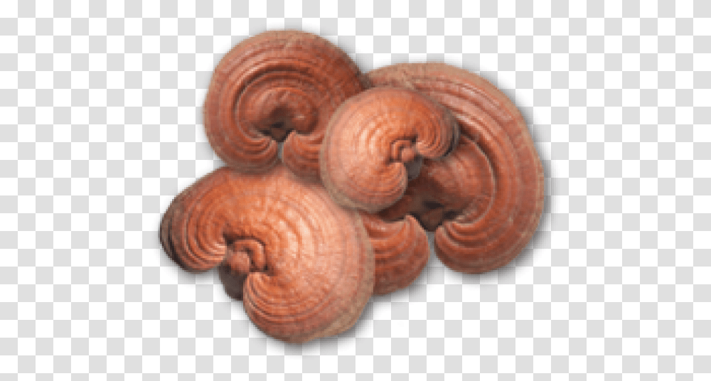 Reishi Mushroom Supplements Lingzhi Mushroom, Sea Life, Animal, Clam, Seashell Transparent Png