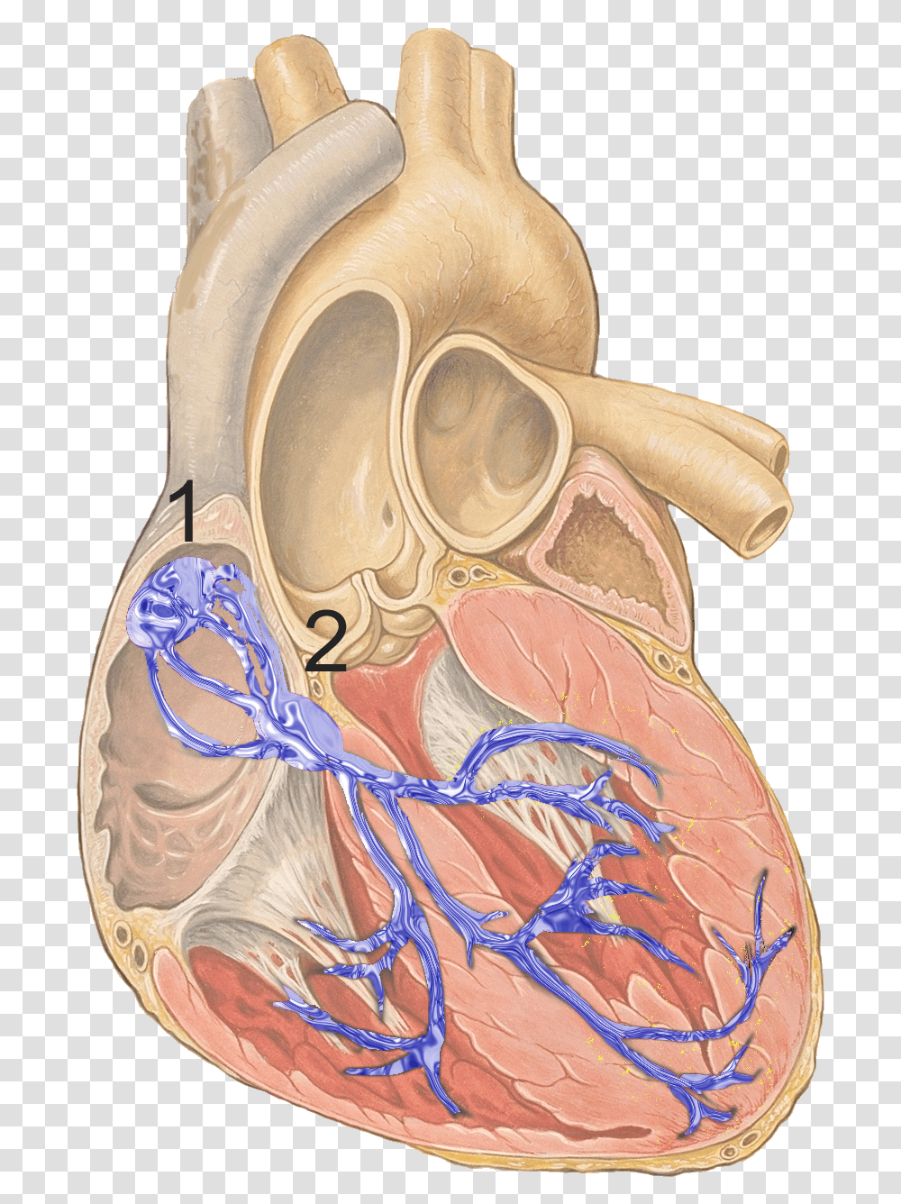 Reizleitungssystem 1 Sinoatrial Node, Tattoo, Skin, Shoulder Transparent Png