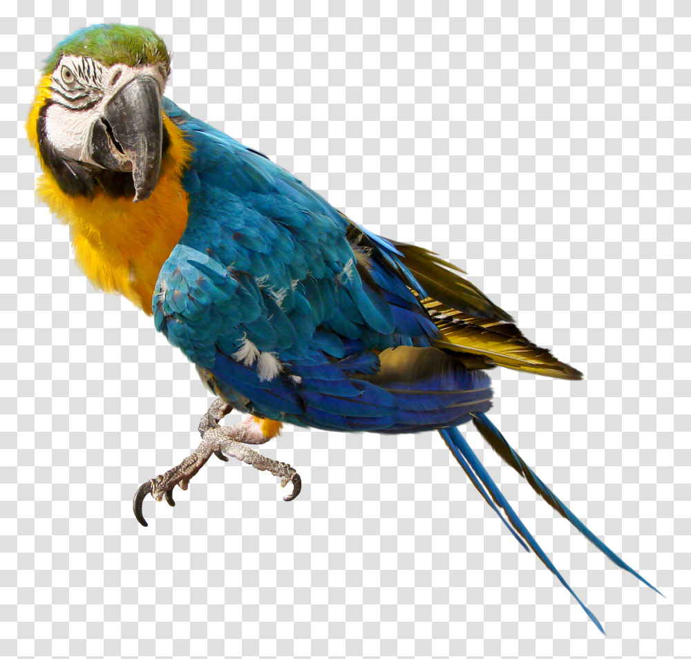 Reklama Parrot With No Background, Bird, Animal, Macaw Transparent Png