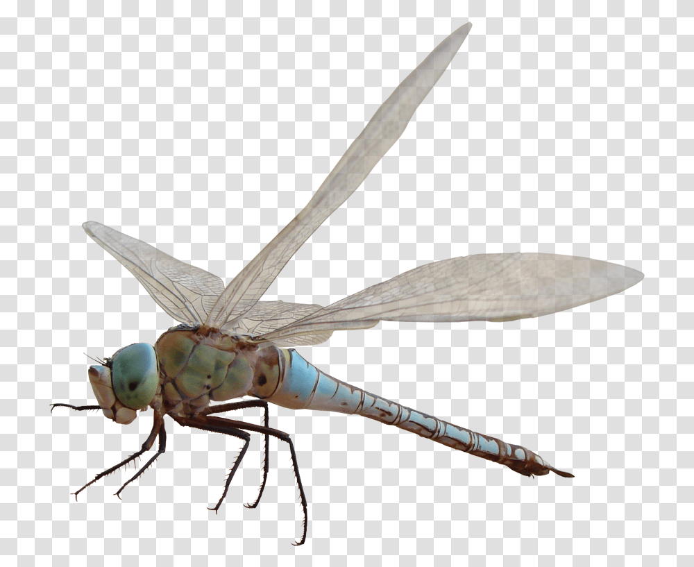 Related Image Dragonfly Capung Hd, Insect, Invertebrate, Animal, Anisoptera Transparent Png