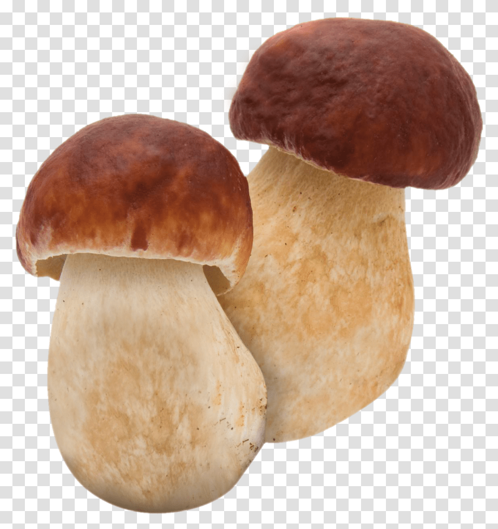 Related Image Mushroom Boletus, Plant, Fungus, Amanita, Agaric Transparent Png
