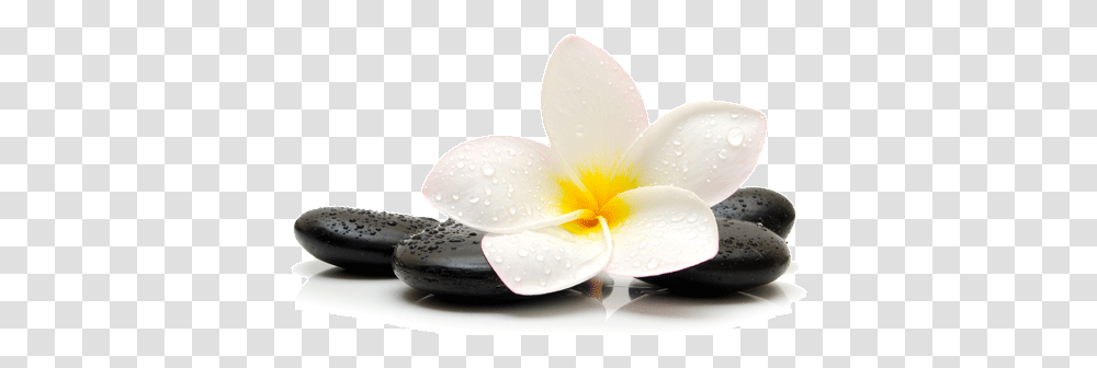 Relax Picture 360 Black Pebble In Water, Plant, Petal, Flower, Blossom Transparent Png