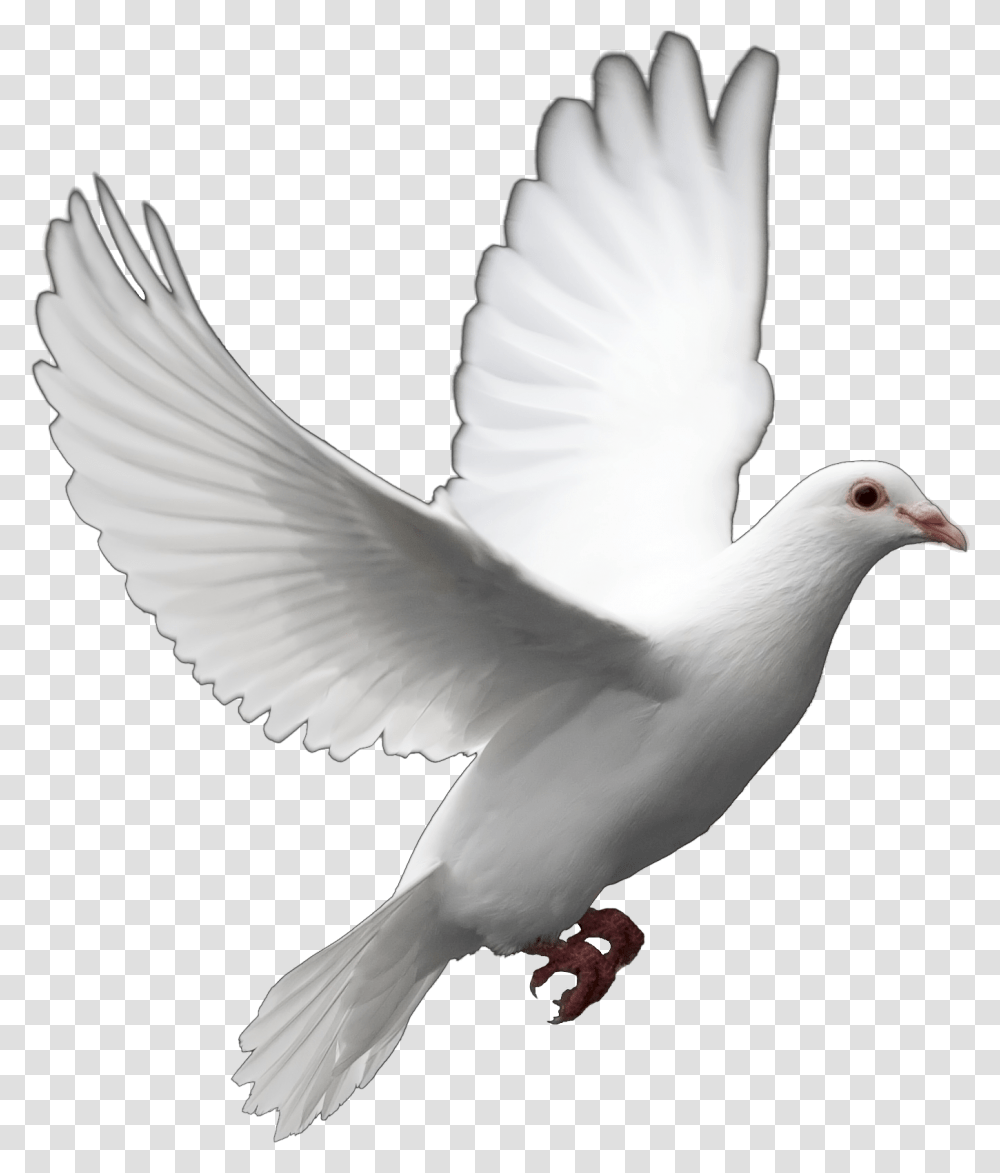 Release Dove Pigeon, Bird, Animal Transparent Png