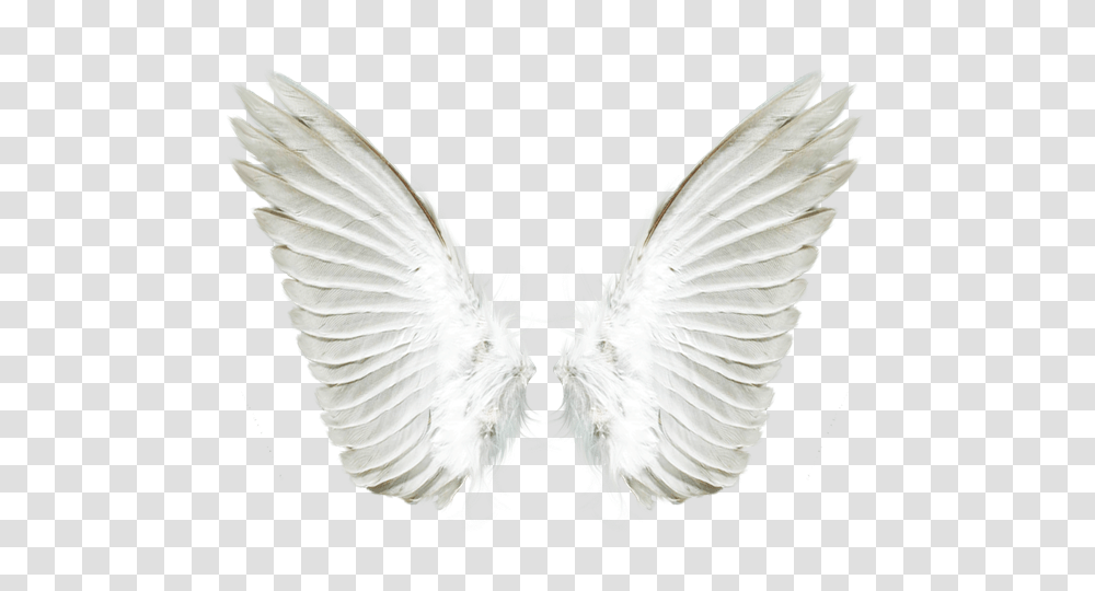 Religion, Bird, Animal Transparent Png