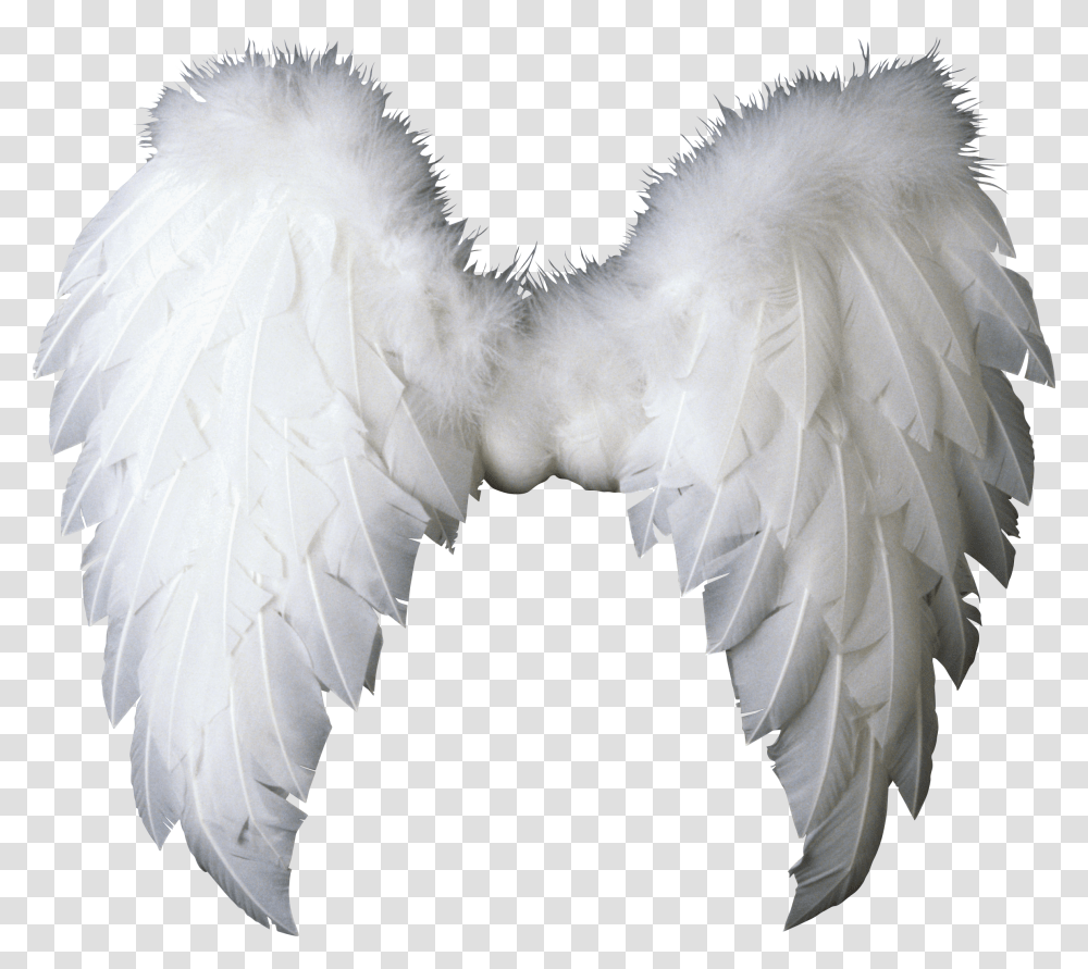 Religion, Bird, Animal Transparent Png