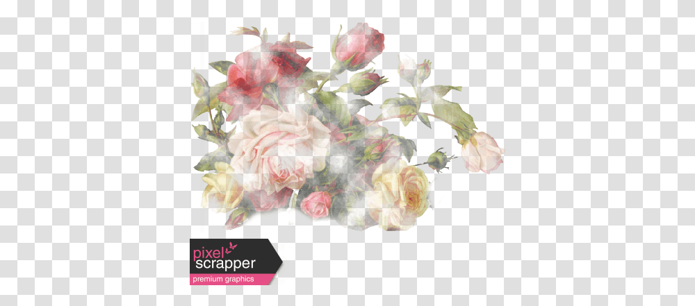 Rememberance Elements Kit Watercolor Roses Graphic By Garden Roses, Plant, Floral Design, Pattern, Graphics Transparent Png