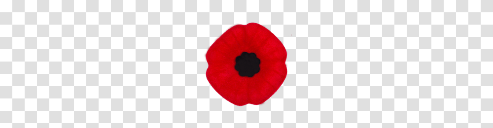 Remembrance Day Ontario Ca, Plant, Flower, Blossom, Petal Transparent Png