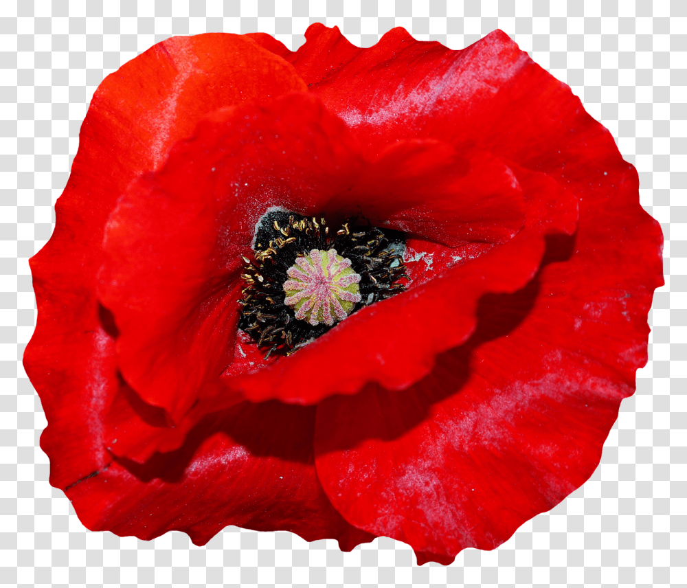 Remembrance Day Poster Template, Rose, Flower, Plant, Blossom Transparent Png
