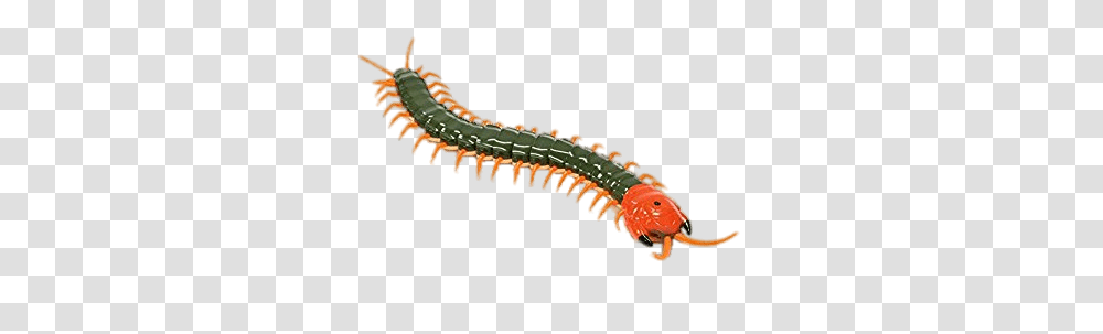 Remote Controlled Centipede, Animal, Lizard, Reptile, Invertebrate Transparent Png