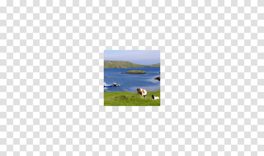 Remote Farmhouse On Shetland, Outdoors, Nature, Shoreline, Water Transparent Png