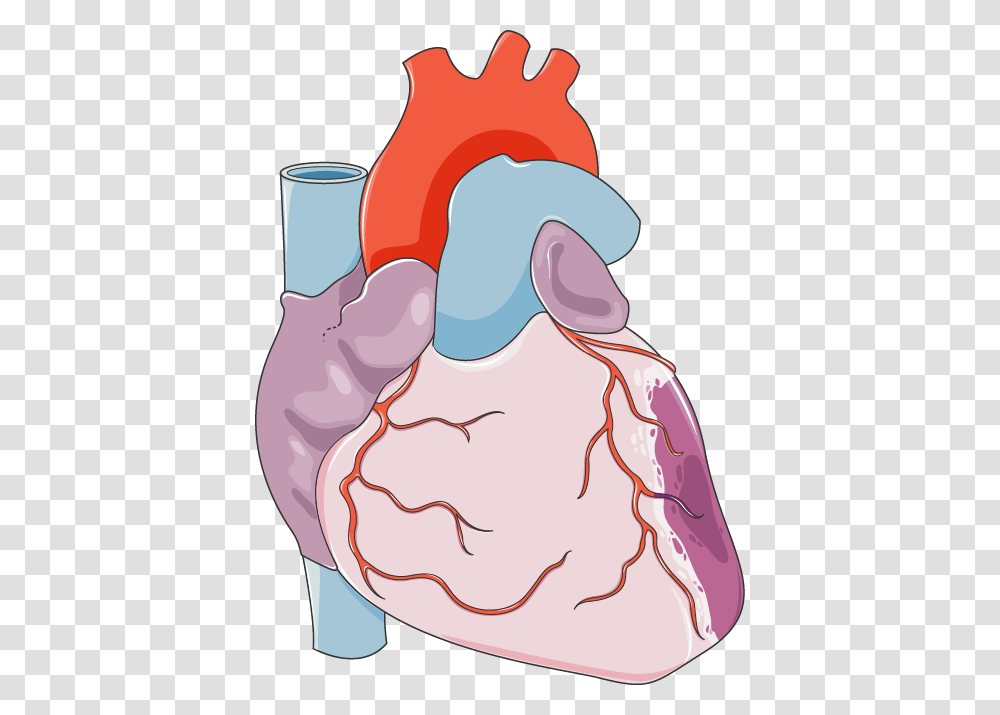 Remote Ischemic Preconditioning, Stain, Washing Transparent Png