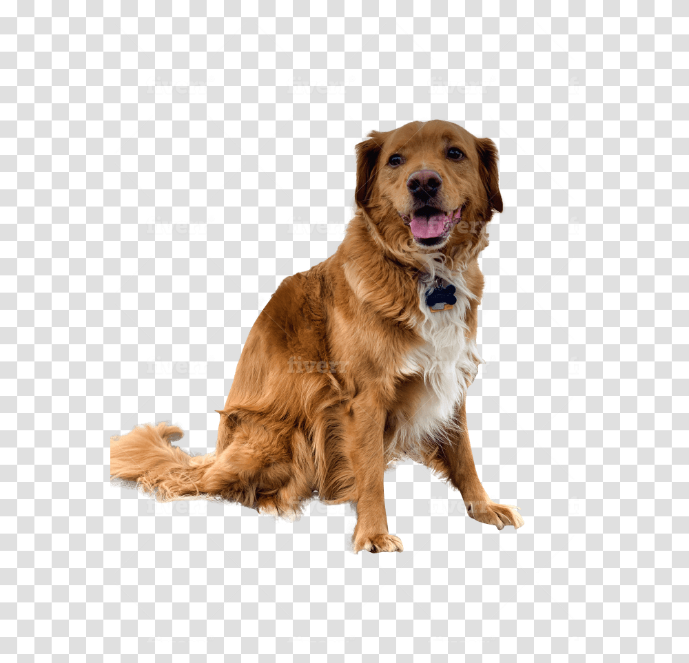 Remove Background From 16 Images Golden Retriever, Dog, Pet, Canine, Animal Transparent Png