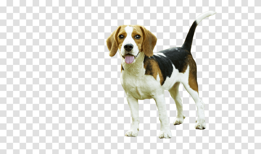 Remove Background From Image - Removebg Animal, Hound, Dog, Pet, Canine Transparent Png