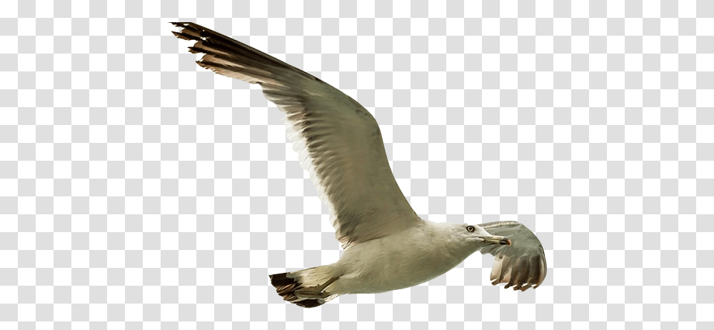 Remove Background Image European Herring Gull, Bird, Animal, Flying, Seagull Transparent Png
