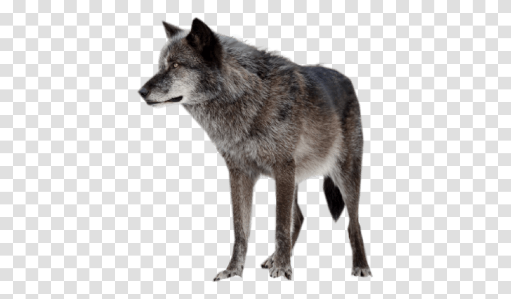 Rena Indian Warrior Princess, Wolf, Mammal, Animal, Coyote Transparent Png